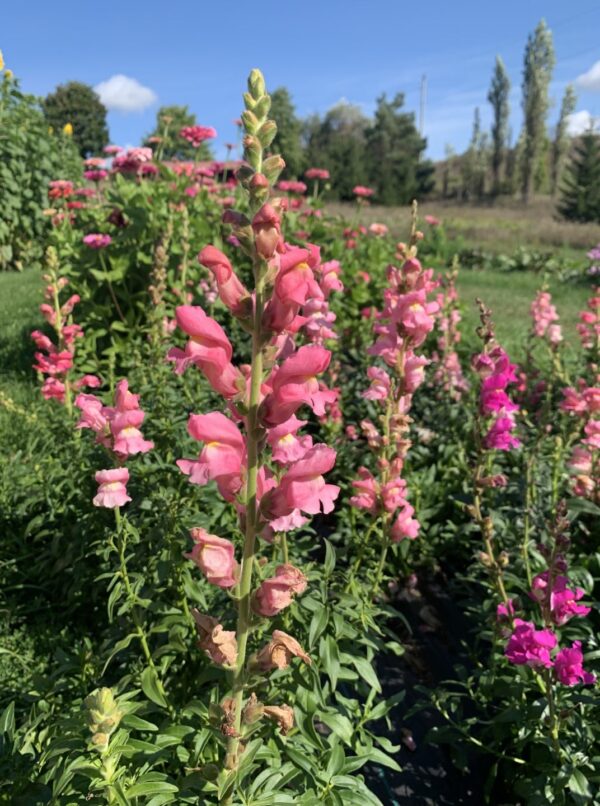 Yoga Flowers 9
