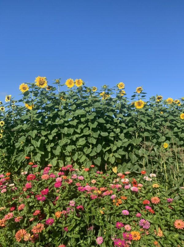 Yoga Flowers 10