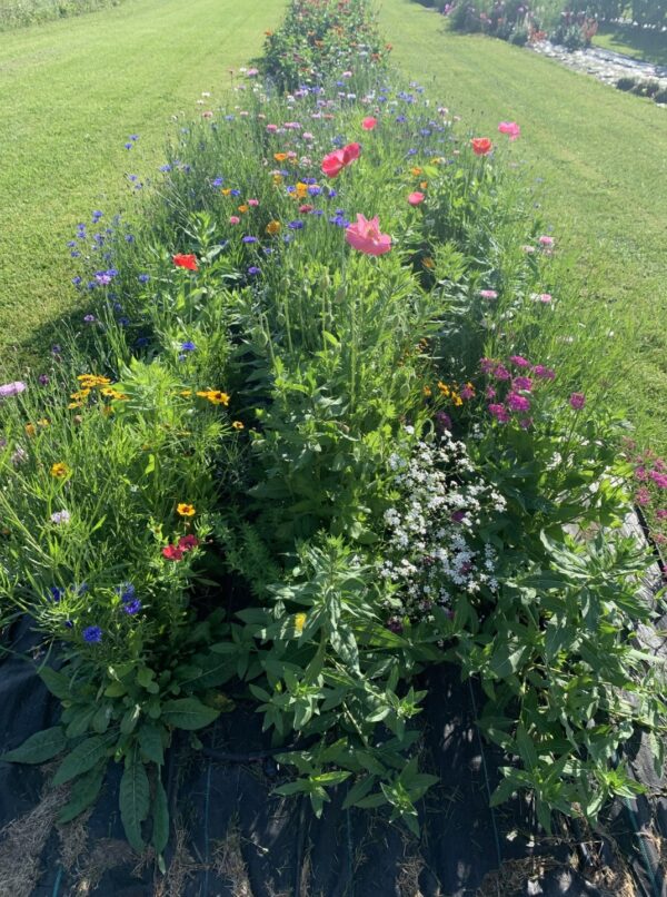 Yoga Flowers 7